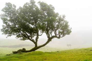 Fototapeta na wymiar Mysterious tree in foggy Fanal forest in Madeira, Portugal