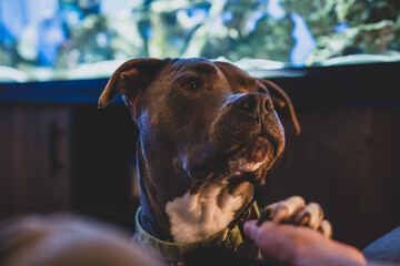 female pitbull terrier puts paw into your hand while looking at you and waiting