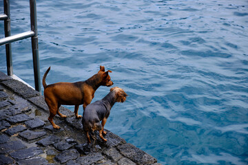 Dogs on the edge of a pier looking out to sea
