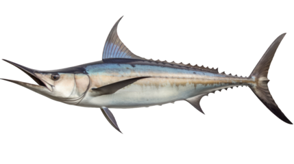 Espadon voilier argenté, entier, détouré