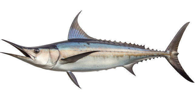 Espadon voilier argent&eacute;, entier, d&eacute;tour&eacute;