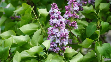 Syringa vulgaris. Close-up of blooming purple and white lilacs on a large bush. © Nelia2