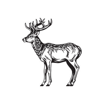 deer engraving isolated on white background
