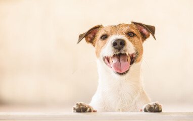 Happy cheerful smiling dog leans on bar looking into camera against bright background with copy space