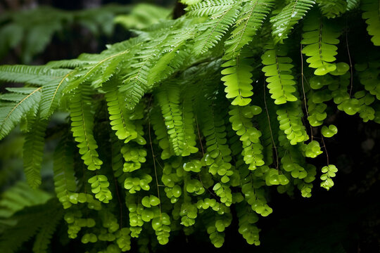 Tropical rainforest Dragon scale fern (Pyrrosia piloselloides) epiphytic creeping plant with round fleshy green leaves growing on jungle liana vine plant