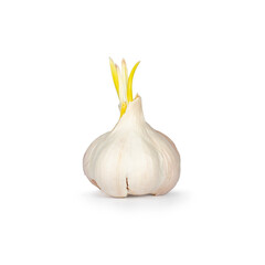 A growing garlic, standing seen from the side, isolated on a white background