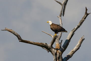 Bald Eagle at St Marks National Wildlife Preserve