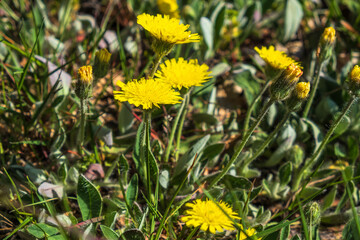 Beautiful yellow asteraceae flowers in a low angle