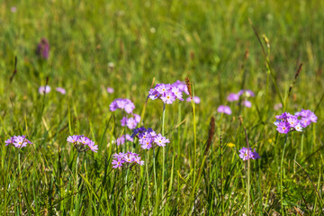 Obraz na płótnie Canvas Flowering Bird's-eye primrose flowers on a sunny meadow
