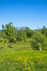 Globeflower blooming in the sunshine on a meadow with lush trees