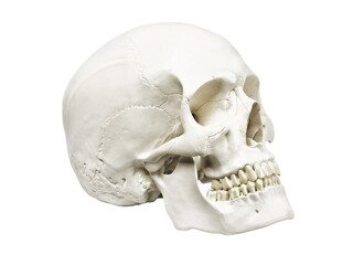 Human skull side view isolated on transparent background