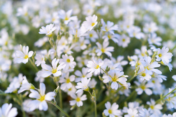 White flowers as a background. View from above. Blooming season.  Colors as background and wallpaper. A field of flowers. Blurred background.