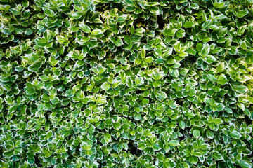 Spring fresh leaf and sunshine. Plants for the background. Photo for design as background. .