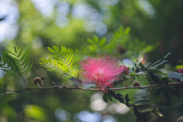 熱帯植物オオベニゴウカンのふわふわの赤い花