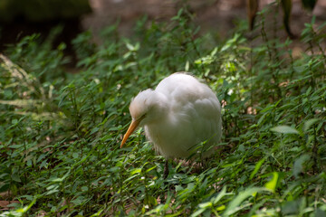 Fototapeta premium KL Bird Park