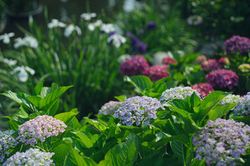 太宰府天満宮の菖蒲池 梅雨の時期に咲き始めた紫陽花の花