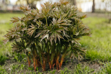 A bush of unblossomed peonies on the lawn. 