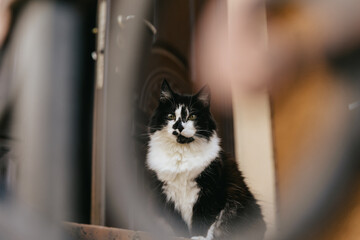 A black and white cat is sitting on the threshold of the house at the front door.