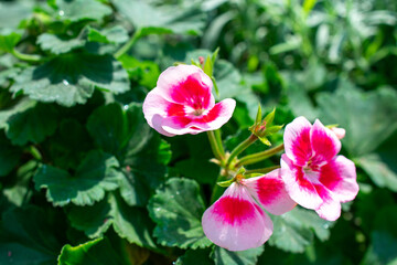 Obraz premium Horseshoe geranium | Common pelargonium | Pelargonium zonale