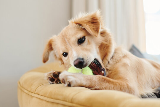 This is my toy and only my toy. an adorable dog lying on the sofa at home and playing with a tennis ball.