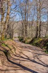 Fototapeta premium The road in the Camino de Santiago