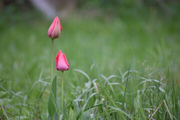 tulip in the garden countryside in the spring 