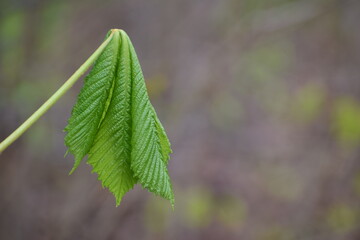 chestnut leave in the spring in the countryside closeup