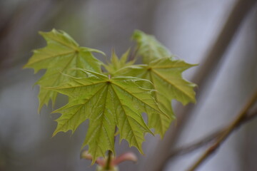 maple tree leaves in the spring in the morning in the garden in the countryside 
