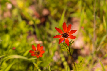 Two red flowers with the word " wild " on the bottom