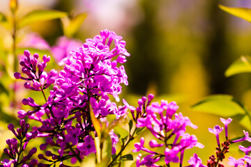 Big lilac branch bloom. Bright blooms of spring lilacs bush. Spring purple lilac flowers close-up on blurred background. Bouquet of purple flowers