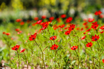 A red flower stands out against a green background.