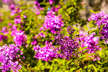 Big lilac branch bloom. Bright blooms of spring lilacs bush. Spring purple lilac flowers close-up on blurred background. Bouquet of purple flowers