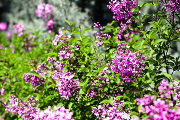 Obraz premium Big lilac branch bloom. Bright blooms of spring lilacs bush. Spring purple lilac flowers close-up on blurred background. Bouquet of purple flowers