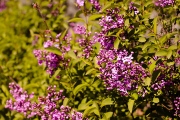 Big lilac branch bloom. Bright blooms of spring lilacs bush. Spring purple lilac flowers close-up on blurred background. Bouquet of purple flowers