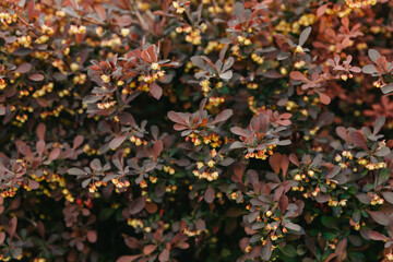 Red barberry bush. Background.Close up. 