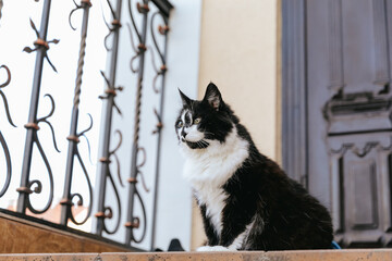 A black and white cat is sitting on the threshold of the house at the front door.