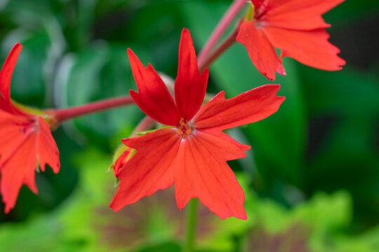 Red flower closeup | Roundleaf catchfly | Silene rotundifolia
