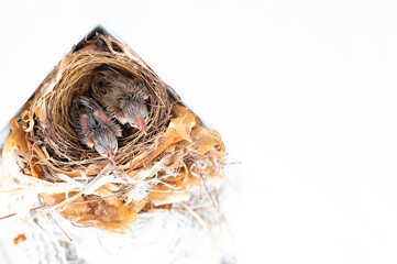 Naklejka na ściany i meble Birds in nest