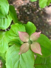 leaves in the forest