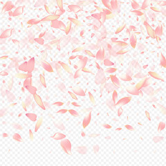 Color Blooming Vector Transparent Background.