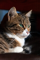 Chat européen en observation installée sur un fauteuil en cuir