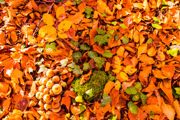 Autumn in La Fageda D En Jorda Forest, La Garrotxa, Spain