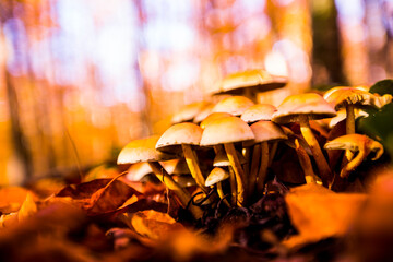 Autumn in La Fageda D En Jorda Forest, La Garrotxa, Spain