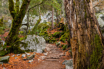Winter landscape in Yosemite National Park, Unites States Of America