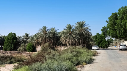 Fototapeta na wymiar Beautiful palm trees landscape background