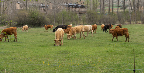 Vacas en los prados de Gúdar