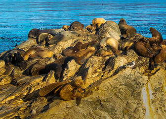 Sea lions resting at rocky island, ushuaia