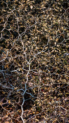 dry tree branches texture