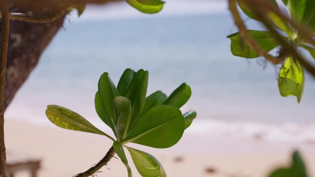 Close-up Shot Of A Plant On A Beach