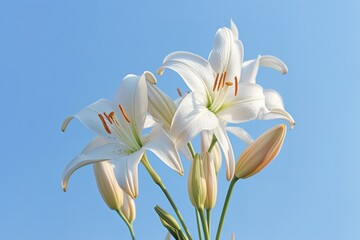 white lilies on blue background